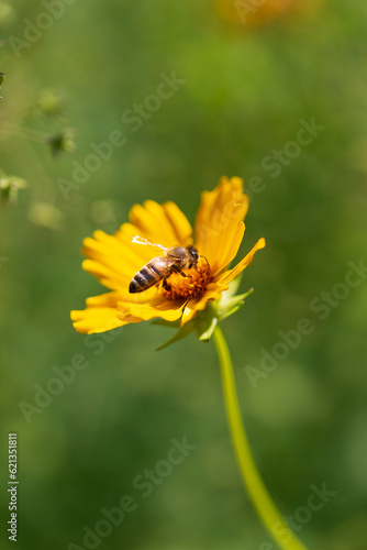 Bee on yellow flower with green background