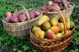 close-up of  freshly harvested ripe  organic apples and pears  in the garden
