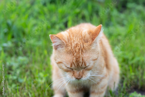 Red cat eats grass on a green background.