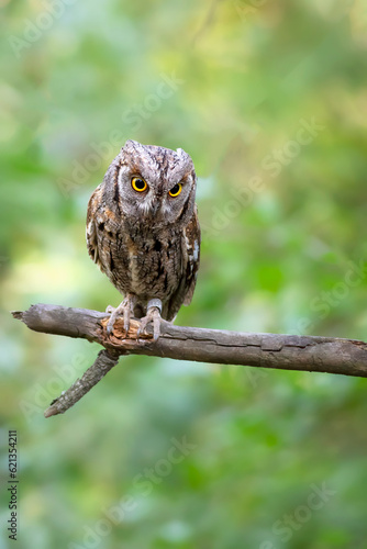Owl. Eurasian Scops Owl.  Otus scops . Green nature background.