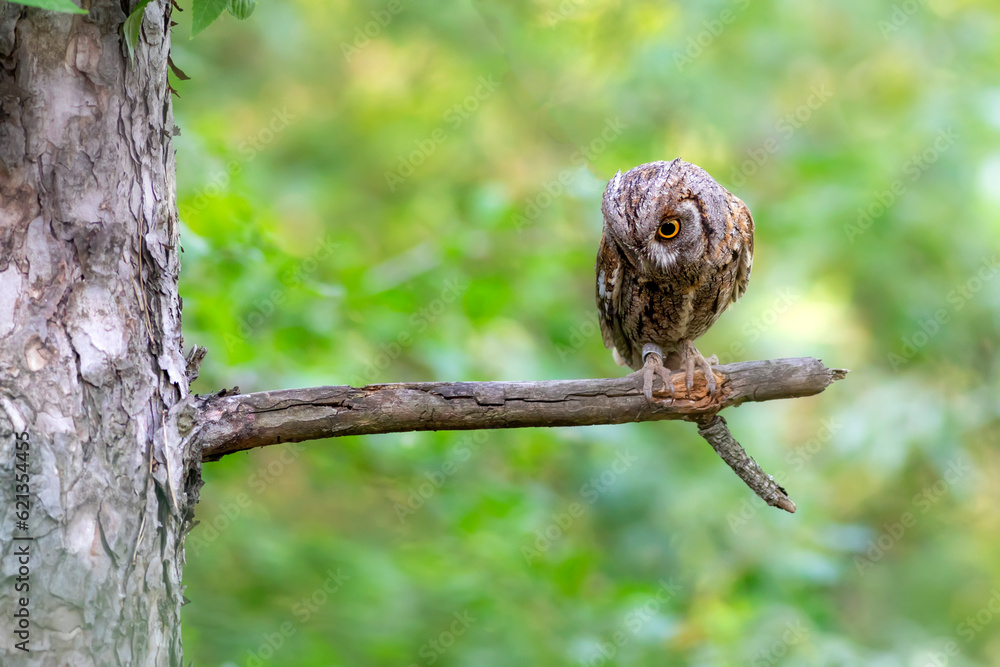 Fototapeta premium Owl. Eurasian Scops Owl. (Otus scops). Green nature background.