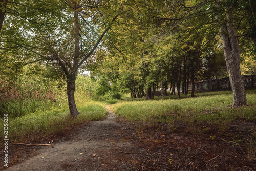 A winding dirt trail through a green forest on a sunny summer day. A path surrounded by green bushes. The scene of a forest trail. A path in the forest. Forest trail.