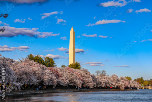 Washington Monument during the Cherry Blossom Festival	 (ID: 621358865)