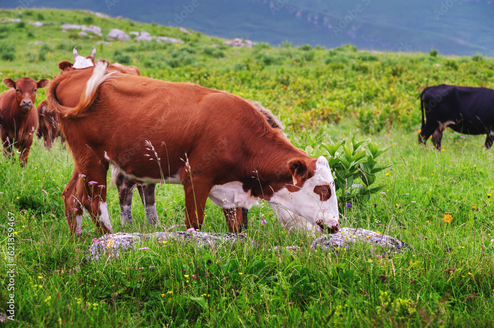 Naklejka premium cow eats grass. A white-brown cow eats green juicy grass in a meadow in a pasture on a beautiful sunny spring day