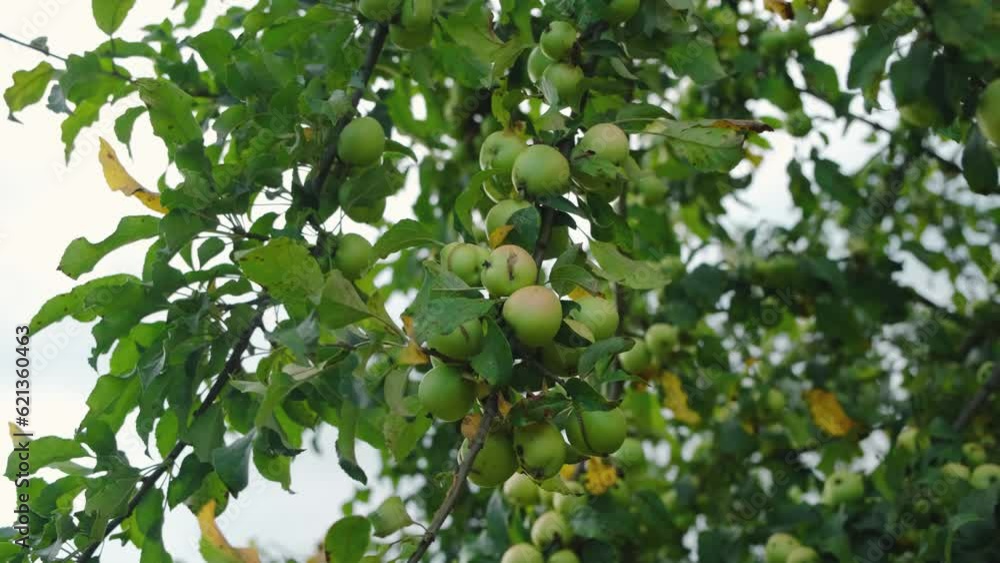 Green small wild unripe sour apples grow on the branches of an apple tree in summer. 4k slow motion footage. The concept of orchard and agriculture Green small wild unripe sour apples grow on the branches of an apple tree in summer. 4k slow motion footage. The concept of orchard and agriculture