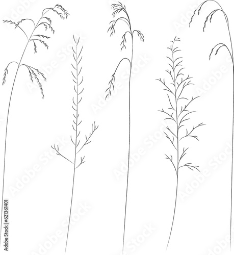 Field and meadow grasses, black contour line. Sketch of medicinal plants, vector drawing.