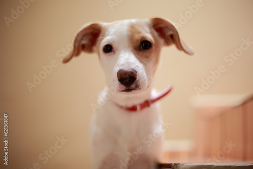 Retrato de un cachorro