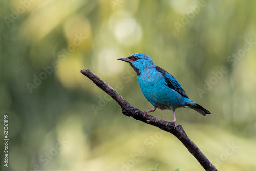 Turquoise bird from Brazil. A male of Blue Dacnis also know as Sai-azul perched on the branches of a tree. Species  Dacnis cayana. Animal world. Birdwatching.  Birding. © Fernando Calmon