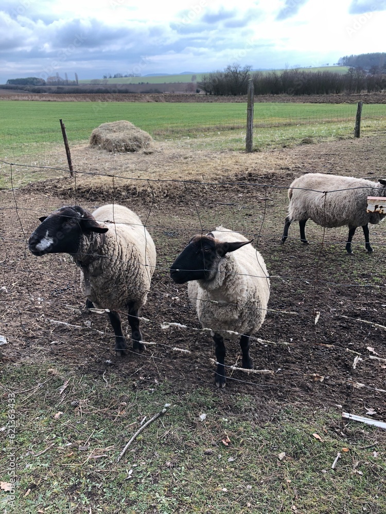 Fototapeta premium Sheep