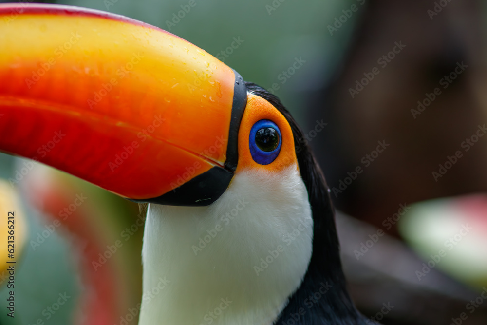Naklejka premium A toucan bird in captivity