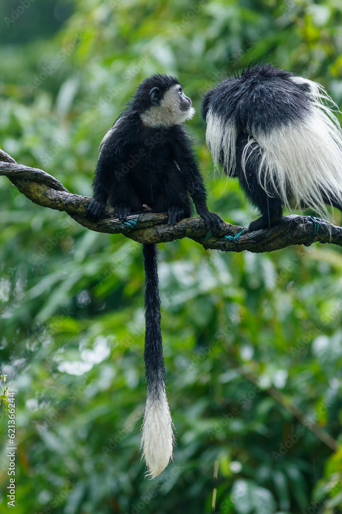Obraz premium A photo of The Angola colobus, Angolan black-and-white colobus, or Angolan colobus is a primate species of Old World monkey belonging to the genus Colobus against green background in rain.