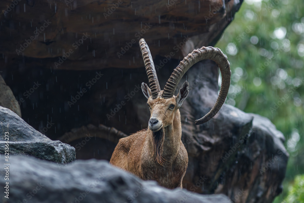 Naklejka premium Male Ibex on a cliff looking straight into the camera and showing full large horns and beard against green background in rain