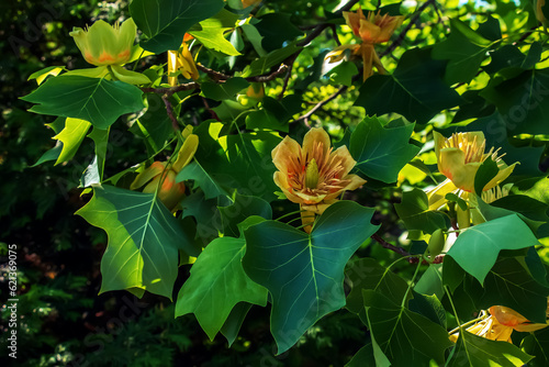 Foto Tulip tree branches with flowers and buds