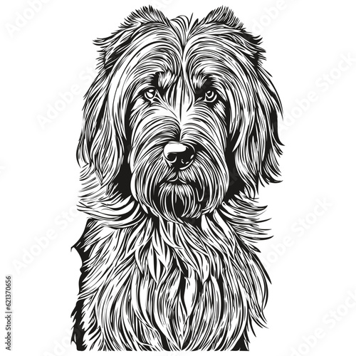 Briard dog black drawing vector, isolated face painting sketch line illustration realistic breed pet