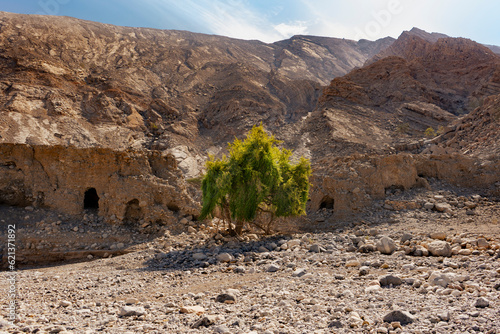 Single tree between abandoned village homes in rock valley. photo