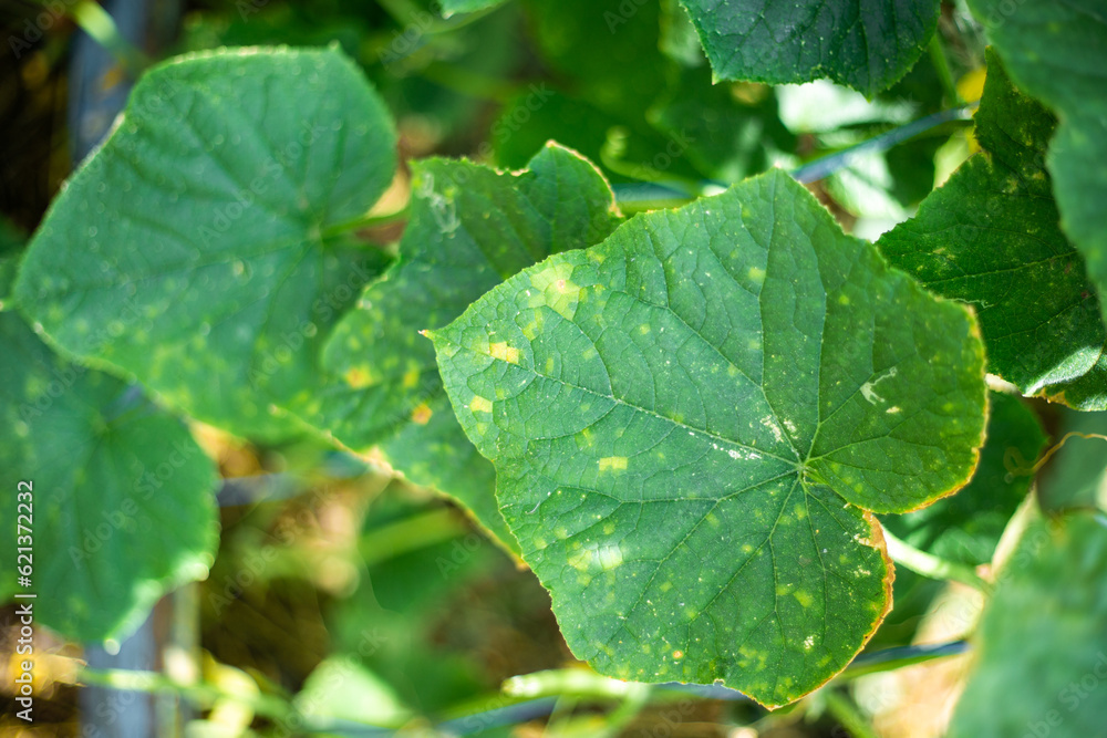 Cucumber leaves affected by the Cucumber Mosaic virus. Prevention and treatment of vegetable diseases Cucumber leaves affected by the Cucumber Mosaic virus. Prevention and treatment of vegetable diseases