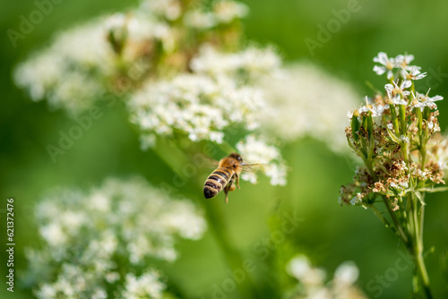 Valerian and bee. Valeriana officinalis, is a wild plant with white flowers. © Ordasi  Tatyjana