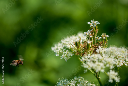 Valerian and bee. Valeriana officinalis, is a wild plant with white flowers. © Ordasi  Tatyjana