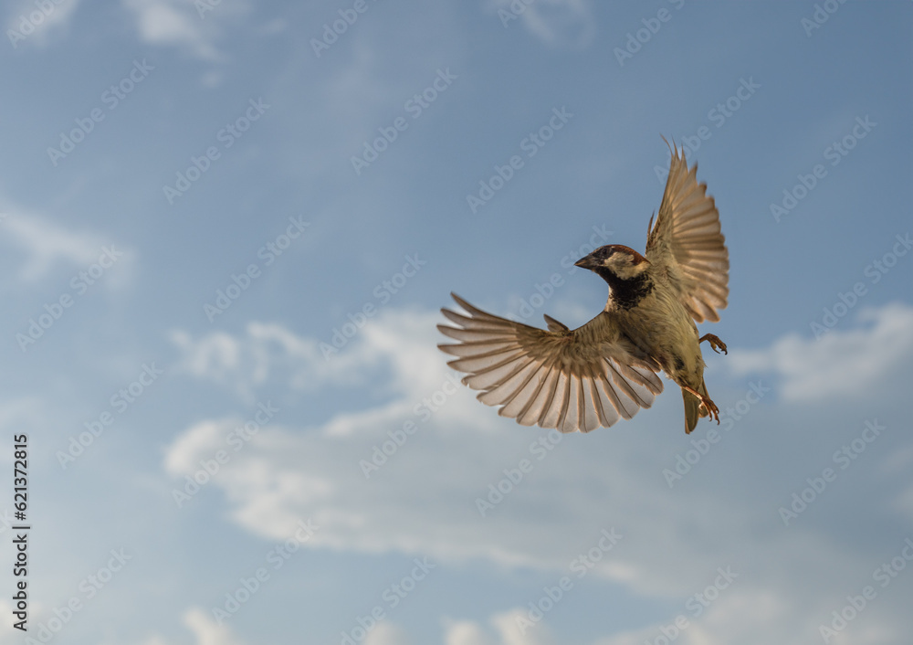 Fototapeta premium House sparrow turning mid-flight