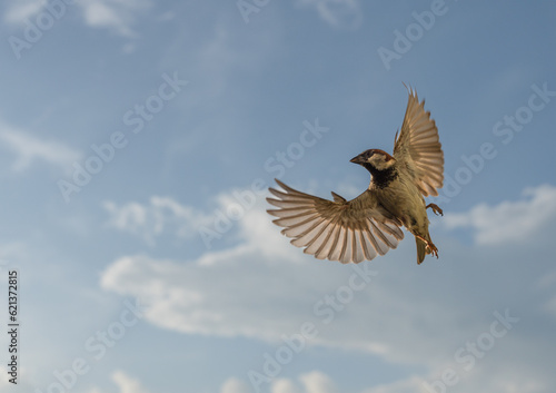 House sparrow turning mid-flight