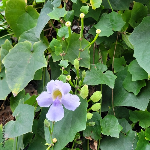 flower plant