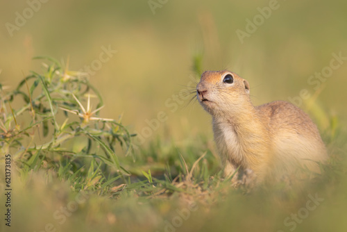 Cute funny animal. Ground squirrel. Green nature Background.