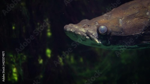 Arapaima (Arapaima gigas) swimming, close-up