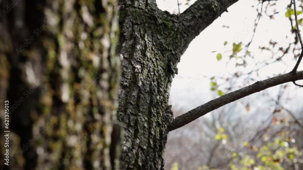 Tree trunks in early spring, focus pull to the closer one Tree trunks in early spring, focus pull to the closer one