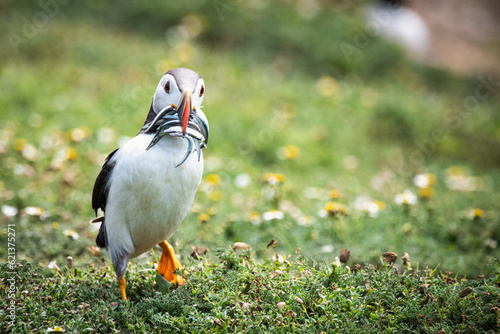 Puffin with Sand Eels photo