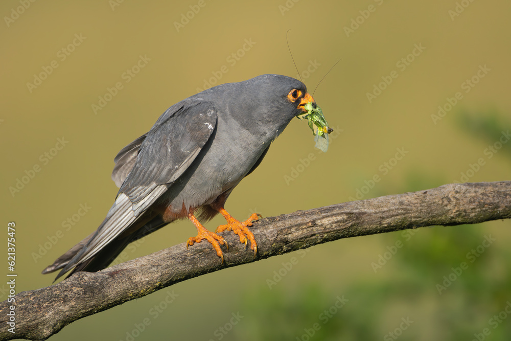 Red-footed falcon, western red-footed falcon - female perched with grasshopper- Tettigonia in beak at yellow background. Photo from Kisújszállás in Hungary. Red-footed falcon, western red-footed falcon - female perched with grasshopper- Tettigonia in beak at yellow background. Photo from Kisújszállás in Hungary.