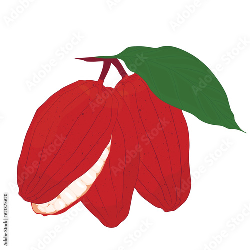 Cocoa fruits vector stock illustration. Isolated on a white background. Tropical plant, cooking, chocolate.