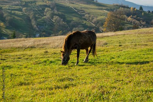 The horse in the background of the mountains, forests and landscapes runs out of grass 3