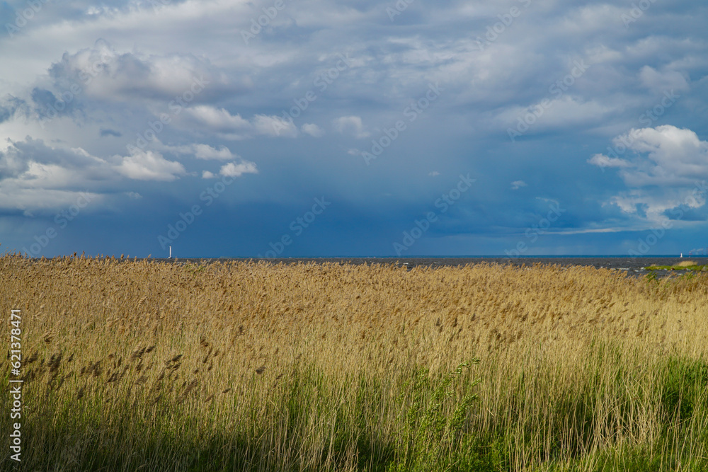 Reeds near the Gulf of Finland