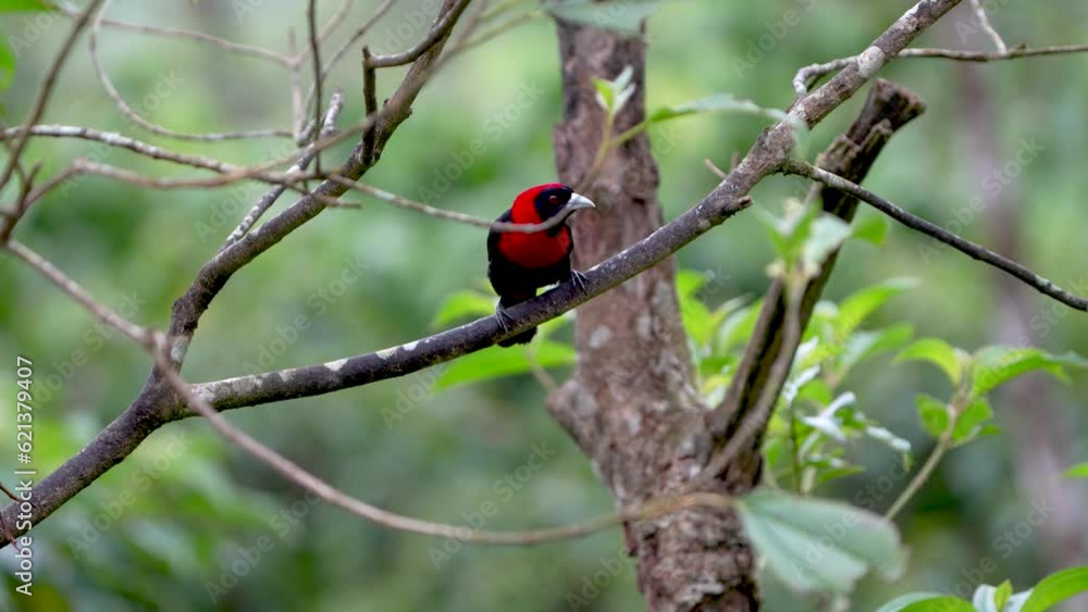 Crimson-collared Tanager, Ramphocelus sanguinolentus, in Slow Motion Flight from Perch, Costa Rica Crimson-collared Tanager, Ramphocelus sanguinolentus, in Slow Motion Flight from Perch, Costa Rica