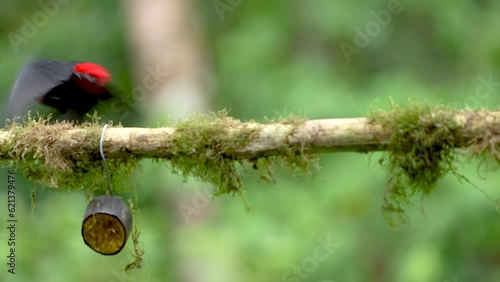 Crimson-collared Tanager, Ramphocelus sanguinolentus, in Slow Motion Flight from Perch, Costa Rica