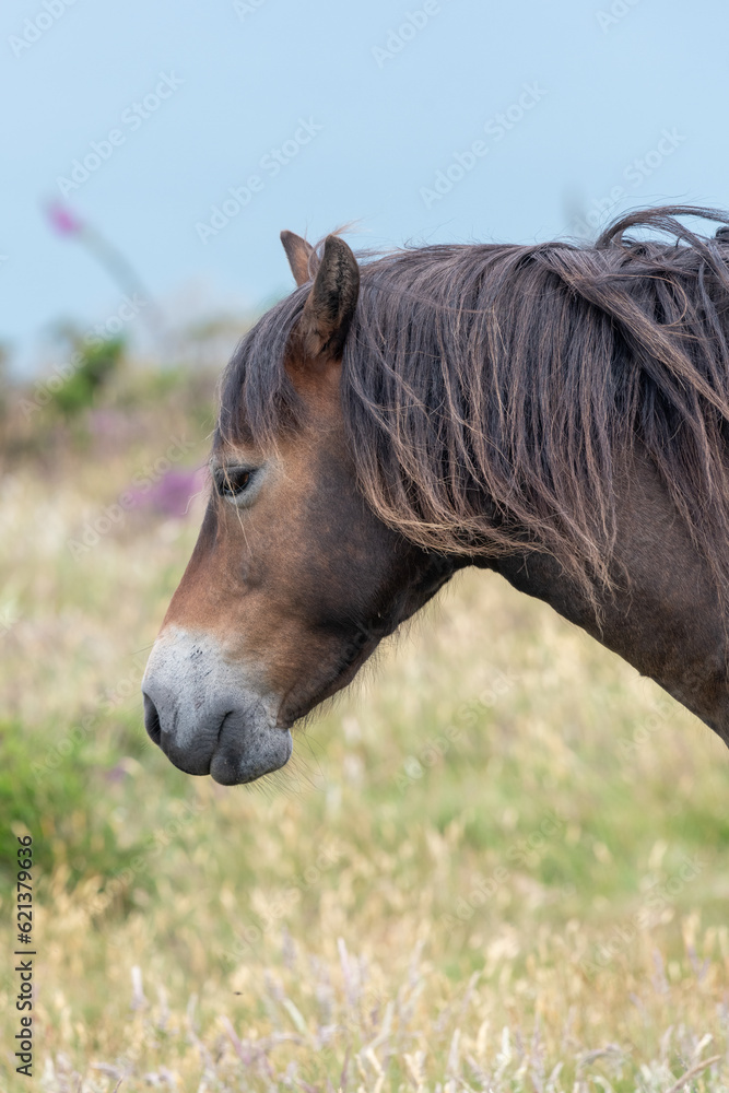 Head shot of an Exmoor pony in the wild Head shot of an Exmoor pony in the wild