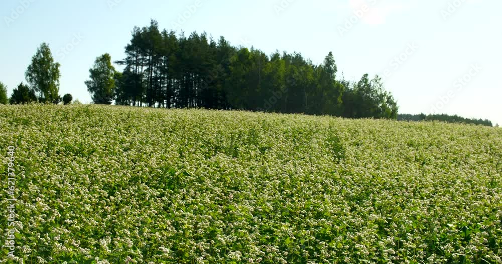 Buckwheat field on a sunny morning. Large fields in the morning sun, near the forest. Buckwheat honey, hives and bees producing buckwheat honey. Buckwheat field on a sunny morning. Large fields in the morning sun, near the forest. Buckwheat honey, hives and bees producing buckwheat honey.