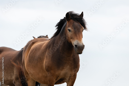 Portrait of a wild Exmoor pony