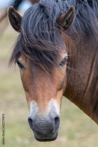 Head shot of a wild Exmoor pony