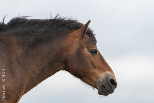 Head shot of an Exmoor pony in the wild