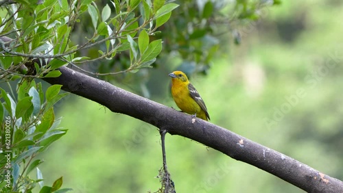 Flame-colored Tanager, Piranga bidentata, Female in Highland Oak Forest, Costa Rica