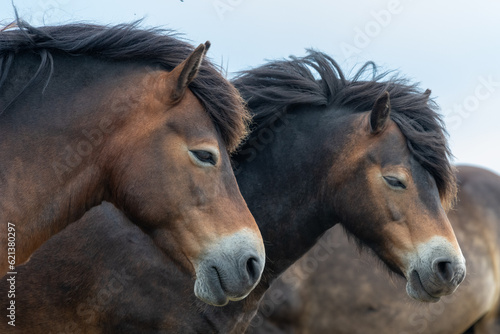 Fototapeta Naklejka Na Ścianę i Meble -  Head shot of an Exmoor pony