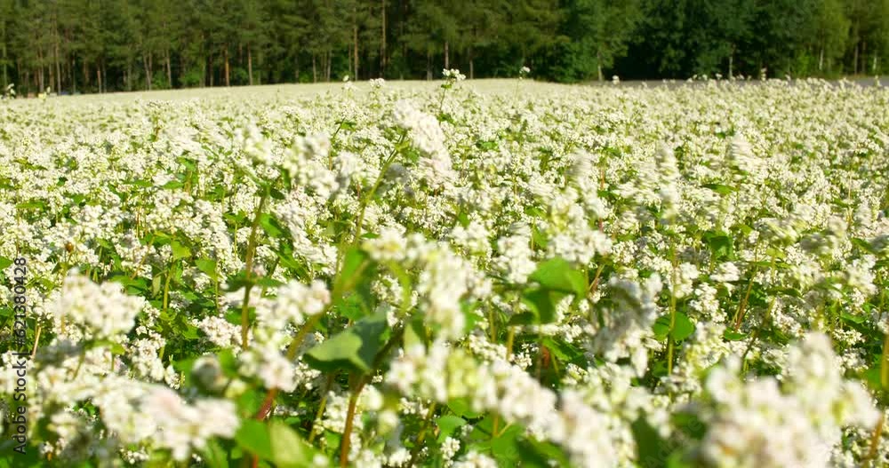 Buckwheat field on a sunny morning. Large fields in the morning sun, near the forest. Buckwheat honey, hives and bees producing buckwheat honey. Buckwheat field on a sunny morning. Large fields in the morning sun, near the forest. Buckwheat honey, hives and bees producing buckwheat honey.