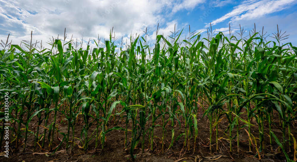 Manitoba Corn Field Manitoba Corn Field