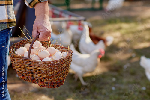Fototapeta farmer holding goat with eggs in chicken eco farm, free range chicken farm