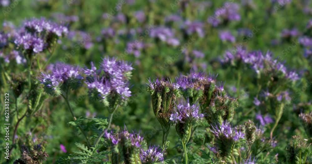 Phacelia field on a sunny day. A large field of purple phacelia on a sunny day. Phacelia field on a sunny day. A large field of purple phacelia on a sunny day.