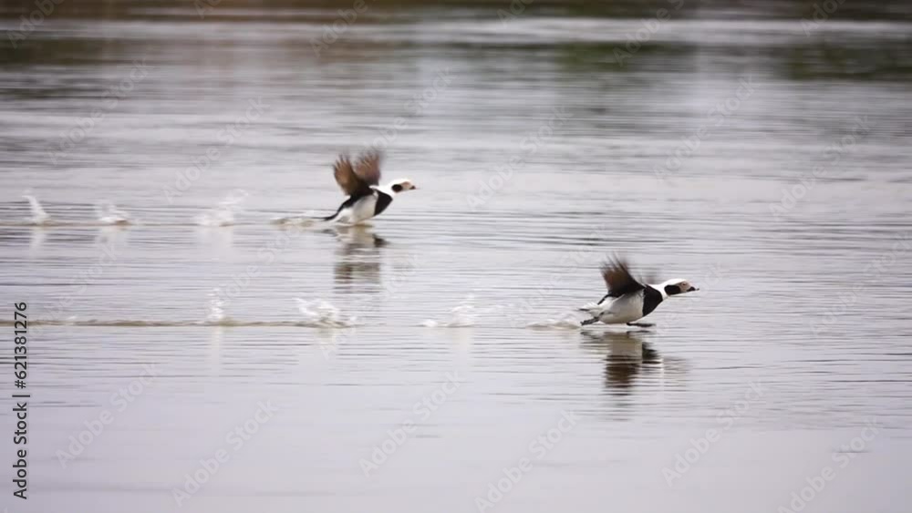 running on water and taking off long-tailed duck running on water and taking off long-tailed duck