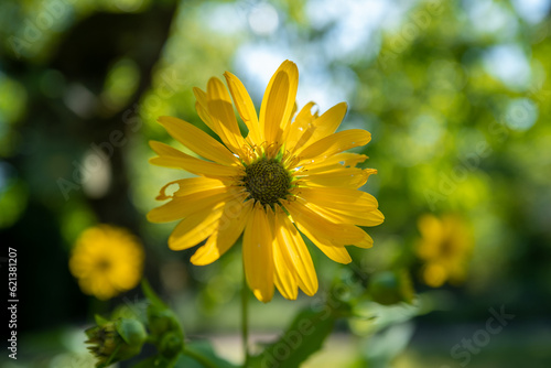 Blumen in gelb