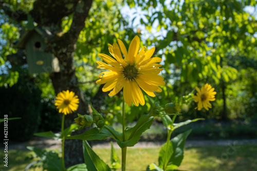 Blumen in gelb