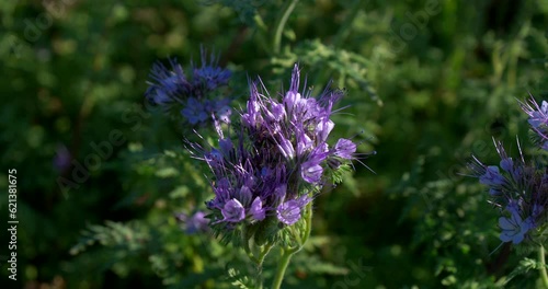 Phacelia field on a sunny day. A large field of purple phacelia on a sunny day.